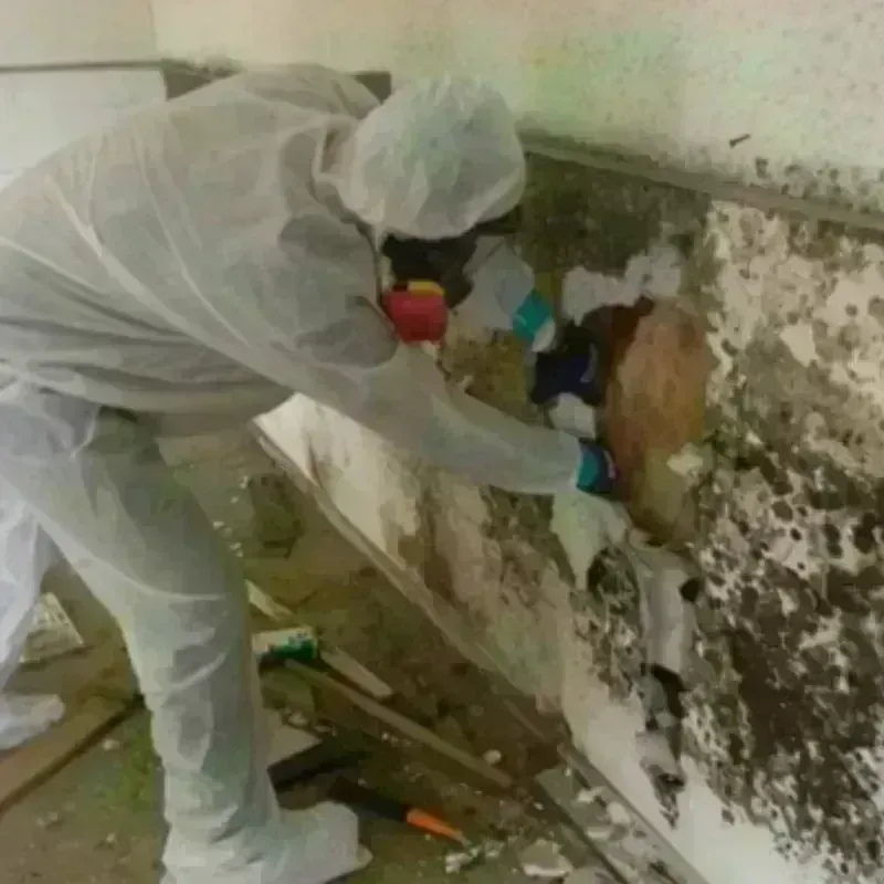 Mold Remediation and Removal in Descanso, CA